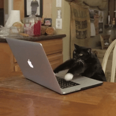  cat working typing GIF