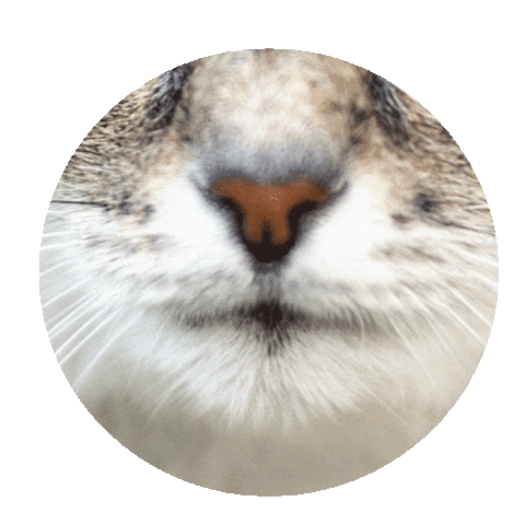 Panacea Vets Sticker