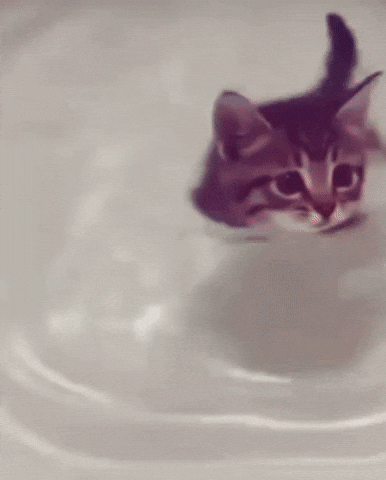 Cat Swimming GIF