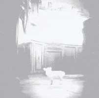 Black And White Dog GIF