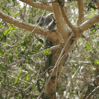 200.gif?cid=fc005b08acaf8a947ff569262420681e7a547051b227616f&rid=200.gif&ct=g