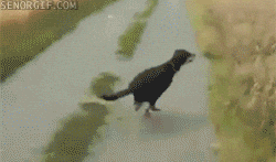 Dog Jumping GIF - Find & Share on GIPHY