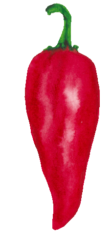A imagem animada mostra uma pimenta, na cor vermelha, que se aproxima e distancia da tela.