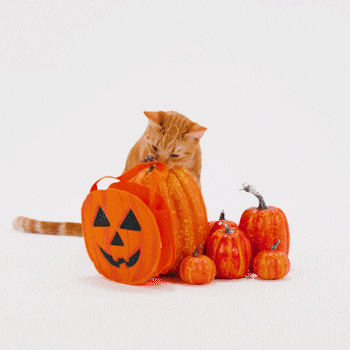 Knock Trick Or Treat GIF by Petsure UK