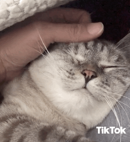 Cat Pet GIF by TikTok