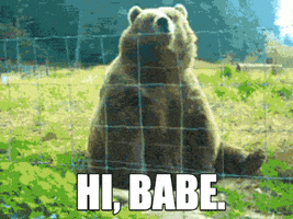 Bear Hey Babe GIF by MOODMAN