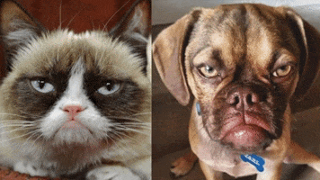 Grumpy Cat GIF