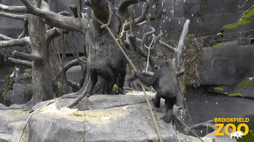 The Sky Is Falling Wow GIF by Brookfield Zoo