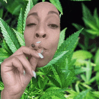 Smoke Weed GIF by Holly Logan