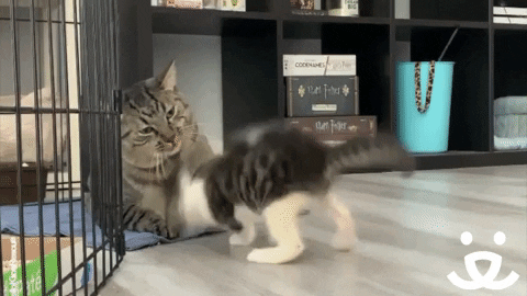 Cat Friends GIF - Find & Share on GIPHY