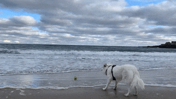 dockwa GIF