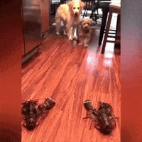 Lobster GIFs - Get the best GIF on GIPHY Lobster GIFs - Get the best GIF on GIPHY