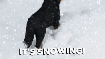 Bernese Mountain Dog GIF by Skint Dressage Daddy
