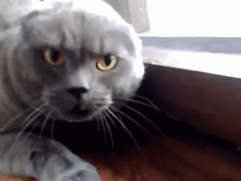 Angry Cat GIF by memecandy - Find & Share on GIPHY
