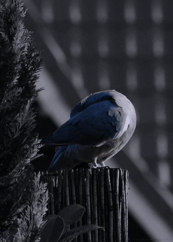 Common Wood Pigeon Bird GIF