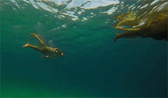 elephant swimming GIF