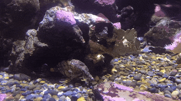 i'll pass on my way GIF by California Academy of Sciences
