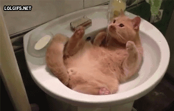 Cat Funny Cats GIF - Find & Share on GIPHY