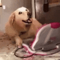 Dog Twitter GIF