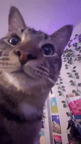 Cat GIF