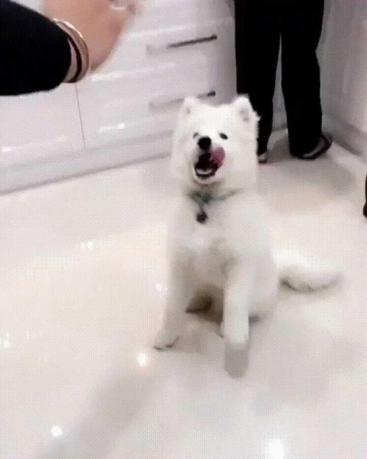 dog hello GIF