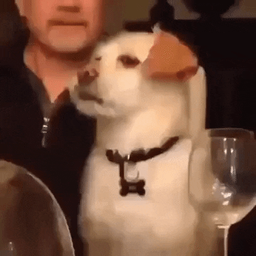 Video gif. A shaggy white dog sits on a mans lap as it blinks and rolls its eyes as if annoyed.