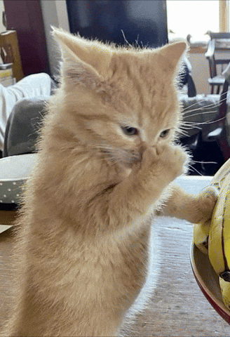 Cat Ew GIF