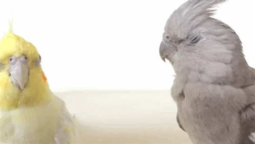 Parrot Kissing GIF