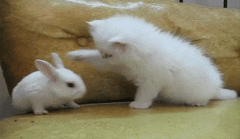 rabbit playing GIF