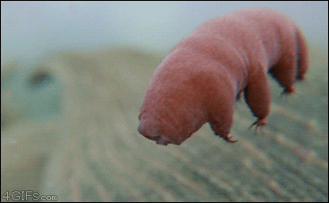  science biology microbiology tardigrade waterbear GIF