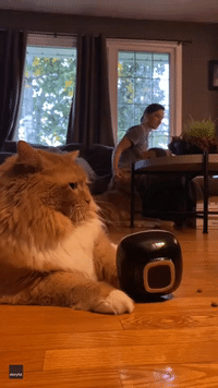 Chunky Cat's Message to Owner Is Loud and Clear as She Paws Empty Food Bowl