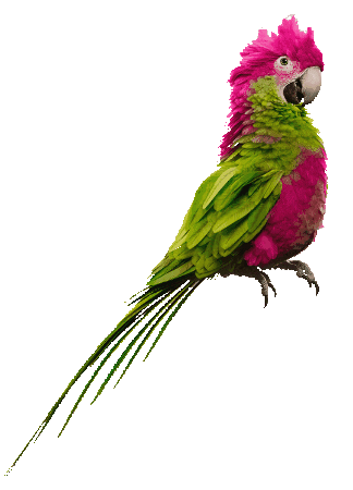 Art Parrot Sticker by Loterie Nationale Loterij