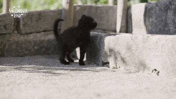 Black Cat GIF by SalzburgerLand