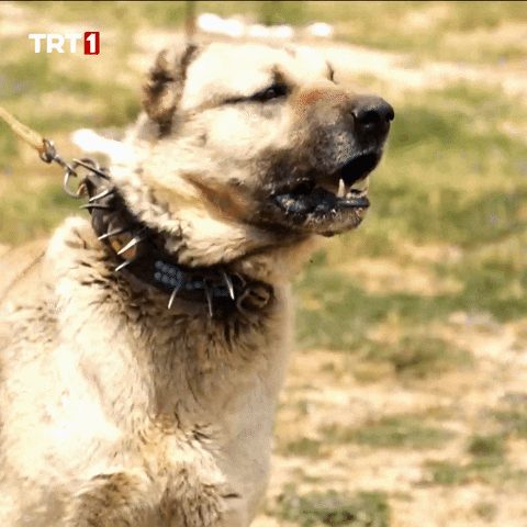 Fight No GIF by TRT