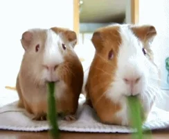 Cheezburger cute animals eating vegetables GIF