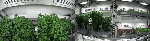 Webcam Antarctica GIF