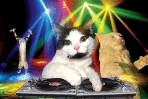 cat disco GIF