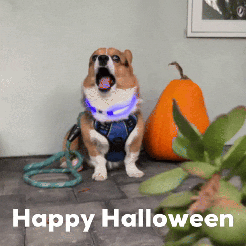Dog Happy Halloween GIF