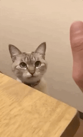 Kitty High Five GIF