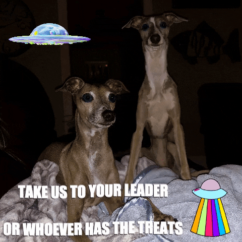 normanandpiper trippy dogs aliens spaceship GIF