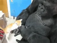 cat video GIF