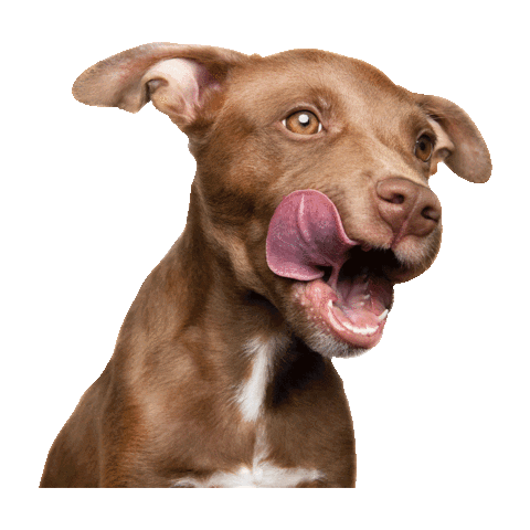 Sticker by Hungry Bark