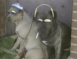 80S Dogs GIF