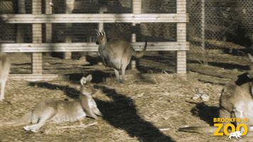Hold On Hello GIF by Brookfield Zoo