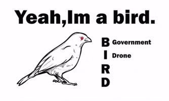 Bird GIF