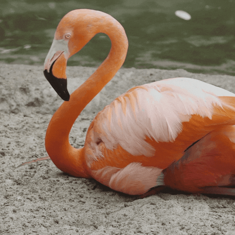 Pink Family GIF by San Diego Zoo