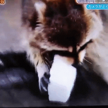 GIF by The Telegraph by telegraph