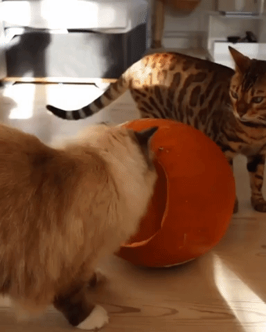 cat if i fits GIF