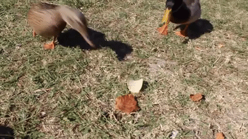 Ducks GIF