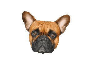 Frenchie Sticker